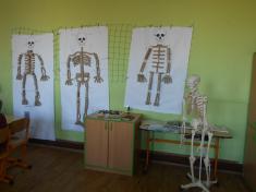 Poznáváme lidské tělo - kostra  5. A