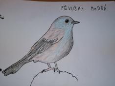 Nadějný ornitolog a kreslíř