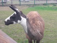 Babiččin dvoreček